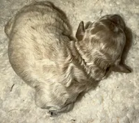 AKC Miniature Poodle Male - Bamboo, a male Poodle - Miniature  for sale in Phoenix, AZ – 2 of 3