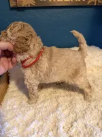 AKC Miniature Poodle Clear Female - Kristina, a female Poodle - Miniature  for sale in Phoenix, AZ – 3 of 8
