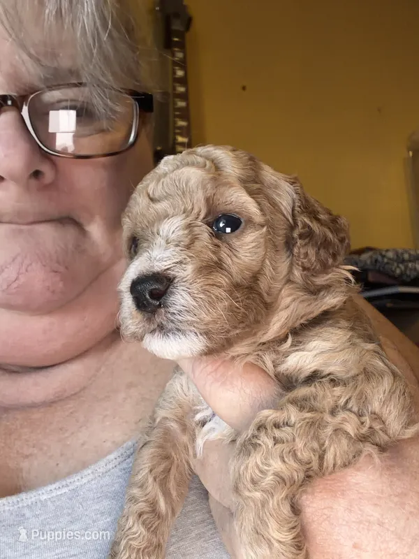 AKC Miniature Poodle Clear Male - Oak – Poodle - Miniature  puppy for sale in Phoenix, AZ