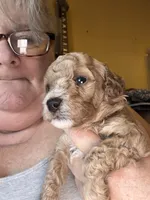 AKC Miniature Poodle Clear Male - Oak, a male Poodle - Miniature  for sale in Phoenix, AZ – 1 of 5