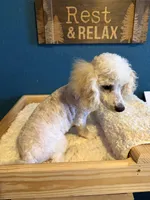 AKC Miniature Poodle Male - Ricky, a male Poodle - Miniature  for sale in Phoenix, AZ – Photo 4 of 7