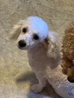 AKC Miniature Poodle Male - Ricky, a male Poodle - Miniature  for sale in Phoenix, AZ – Photo 7 of 7