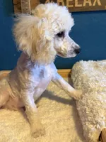 AKC Miniature Poodle Male - Ricky, a male Poodle - Miniature  for sale in Phoenix, AZ – Photo 3 of 7