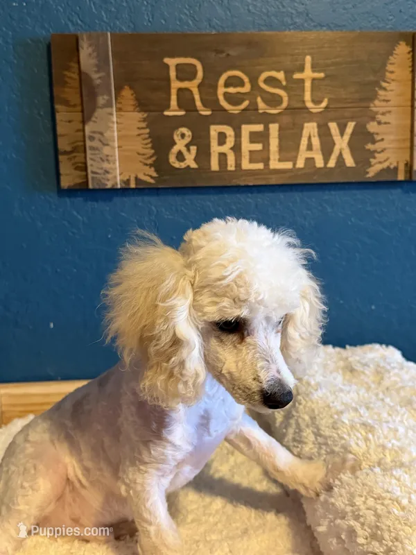 AKC Miniature Poodle Male - Ricky – Poodle - Miniature  puppy for sale in Phoenix, AZ