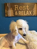 AKC Miniature Poodle Male - Ricky, a male Poodle - Miniature  for sale in Phoenix, AZ – Photo 1 of 7