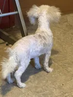 AKC Miniature Poodle Male - Ricky, a male Poodle - Miniature  for sale in Phoenix, AZ – Photo 5 of 7