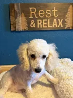 AKC Miniature Poodle Male - Ricky, a male Poodle - Miniature  for sale in Phoenix, AZ – Photo 2 of 7