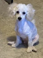 AKC Miniature Poodle Male - Ricky, a male Poodle - Miniature  for sale in Phoenix, AZ – Photo 6 of 7