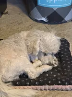 Limited AKC Miniature Poodle Male - Ricky, a male Poodle - Miniature  for sale in Phoenix, AZ – 3 of 10