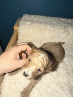 AKC Miniature Poodle Clear Male - Oak, a male Poodle - Miniature  for sale in Phoenix, AZ – 5 of 5