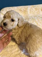 processed/0ea17af6-87e2-46c9-9520-89f1463a3f95/listing/6226cacd-d099-41cf-972e-5423f8c22d37/135020a6-63f7-4e83-884d-2fc13160abe4