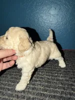 processed/0ea17af6-87e2-46c9-9520-89f1463a3f95/listing/6226cacd-d099-41cf-972e-5423f8c22d37/2376bca2-229a-4b8e-8a4a-170378b20e30