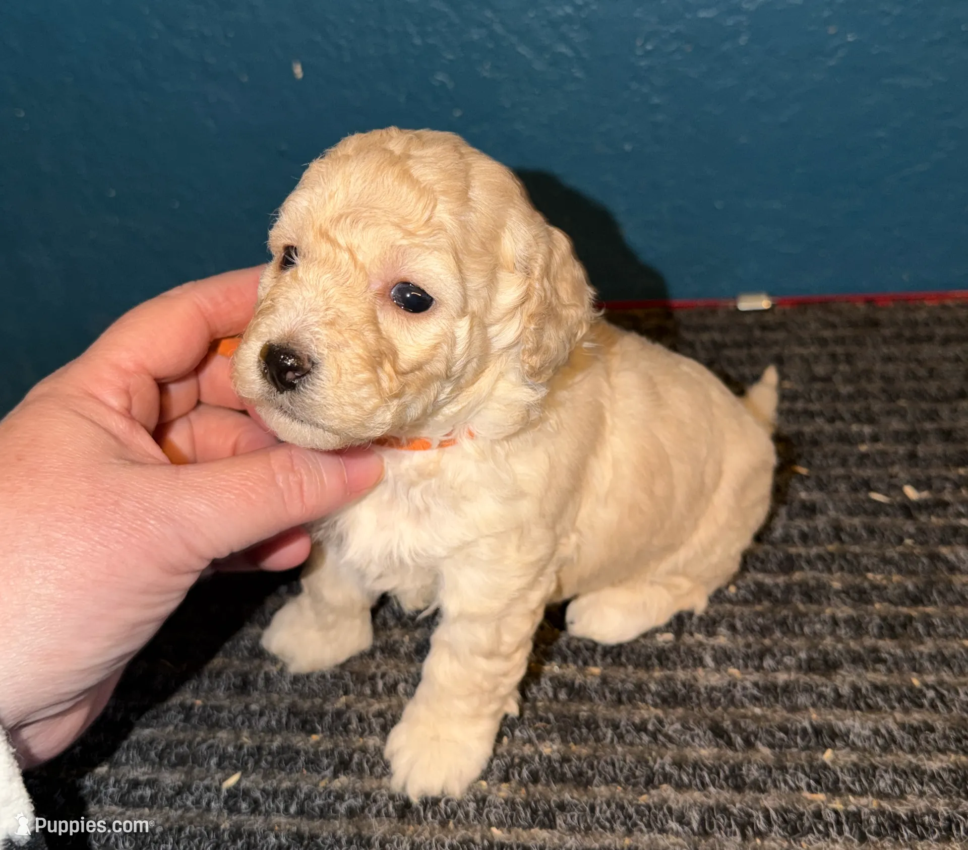 processed/0ea17af6-87e2-46c9-9520-89f1463a3f95/listing/6226cacd-d099-41cf-972e-5423f8c22d37/41ec96fe-5241-404a-ba01-66f06a62481c