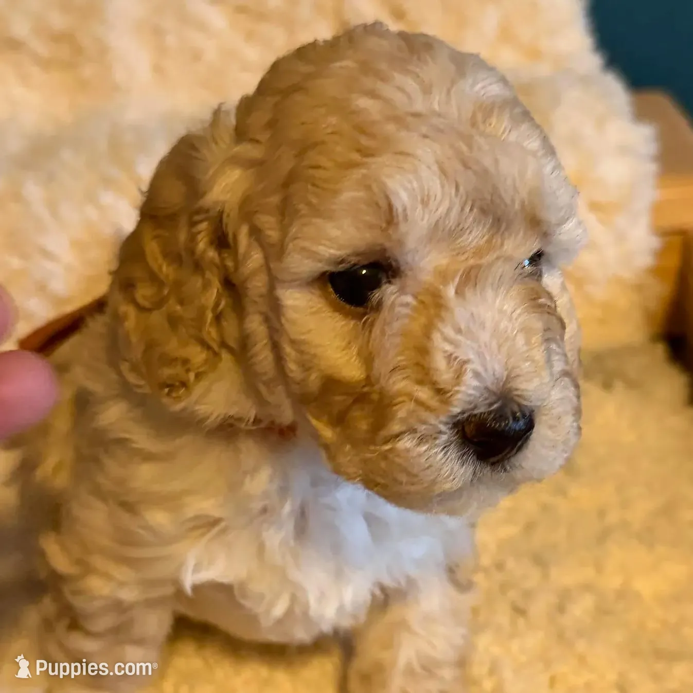 AKC Mini Poodle Cream Female
