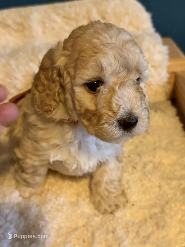 AKC Mini Poodle Cream Female