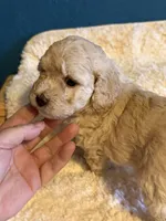 processed/0ea17af6-87e2-46c9-9520-89f1463a3f95/listing/6226cacd-d099-41cf-972e-5423f8c22d37/b9e52cb5-4fb4-4397-8e61-680d218b77f9