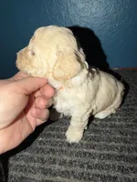 processed/0ea17af6-87e2-46c9-9520-89f1463a3f95/listing/6226cacd-d099-41cf-972e-5423f8c22d37/e26c989e-e1a1-49d1-b5ca-6e46f6779c6a