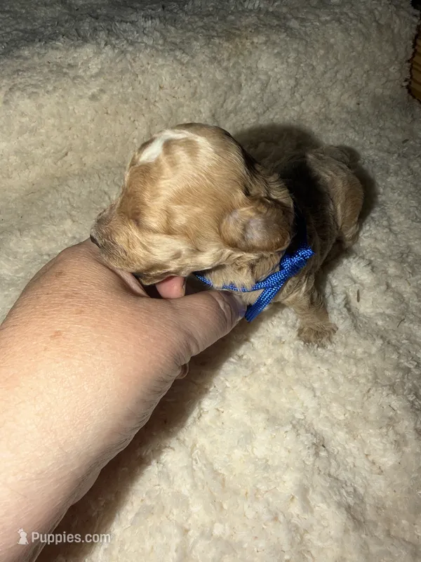 AKC Miniature Poodle Male - Mahogany  – Poodle - Miniature  puppy for sale in Phoenix, AZ