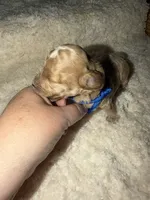AKC Miniature Poodle Male - Mahogany , a male Poodle - Miniature  for sale in Phoenix, AZ – 1 of 5