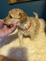 AKC Miniature Poodle Clear Female - Kristina, a female Poodle - Miniature  for sale in Phoenix, AZ – 8 of 8