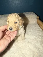 AKC Miniature Poodle Clear Female -  Katie, a female Poodle - Miniature  for sale in Phoenix, AZ – 8 of 10