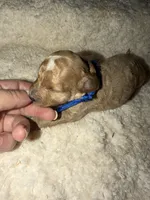 AKC Miniature Poodle Male - Mahogany , a male Poodle - Miniature  for sale in Phoenix, AZ – 3 of 5