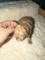 AKC Miniature Poodle Female - Sylvia (Showgirl), a female Poodle - Miniature  for sale in Phoenix, AZ – 4 of 6