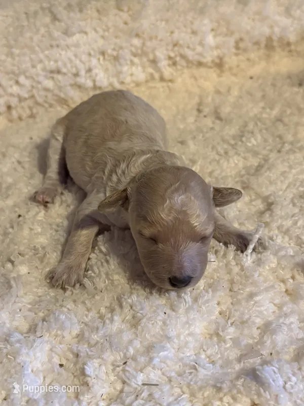AKC Miniature Poodle Female -  Katie – Poodle - Miniature  puppy for sale in Phoenix, AZ