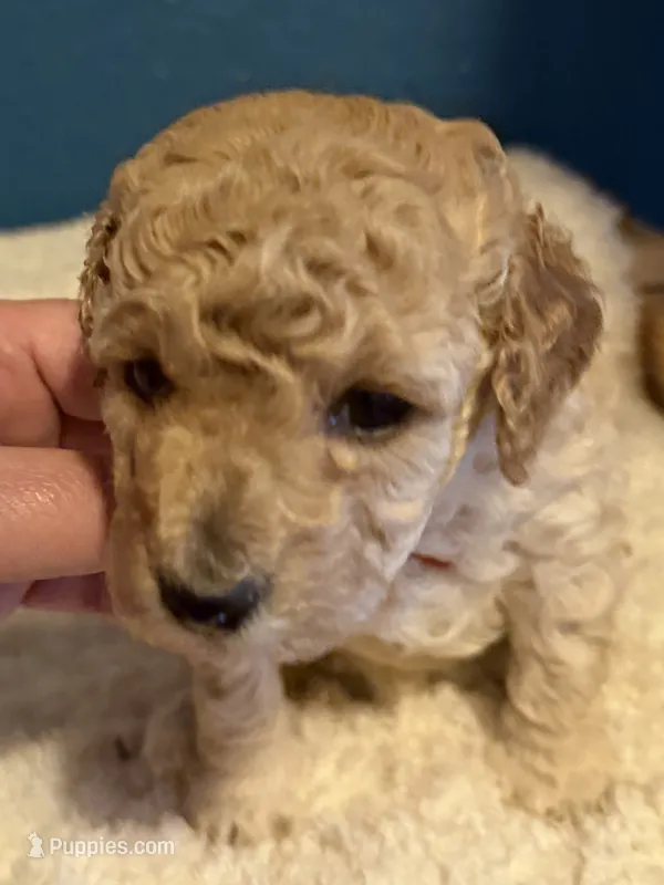 AKC Miniature Poodle Female - Kristina – Poodle - Miniature  puppy for sale in Phoenix, AZ