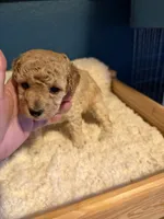 AKC Miniature Poodle Clear Female - Kristina, a female Poodle - Miniature  for sale in Phoenix, AZ – 7 of 8