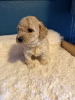 AKC Miniature Poodle Clear Female -  Katie, a female Poodle - Miniature  for sale in Phoenix, AZ – 3 of 10