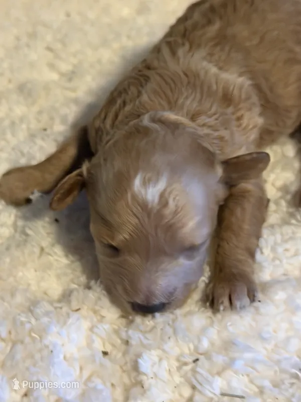 AKC Miniature Poodle Female - Kristina – Poodle - Miniature  puppy for sale in Phoenix, AZ