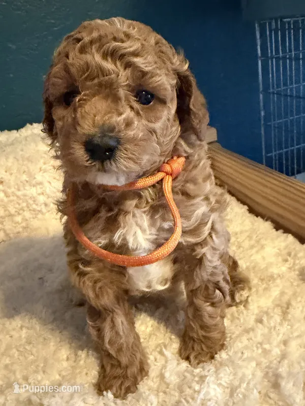 AKC Miniature Poodle Female - Sylvia (Showgirl) – Poodle - Miniature  puppy for sale in Phoenix, AZ
