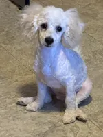 Limited AKC Miniature Poodle Male - Ricky, a male Poodle - Miniature  for sale in Phoenix, AZ – 2 of 10