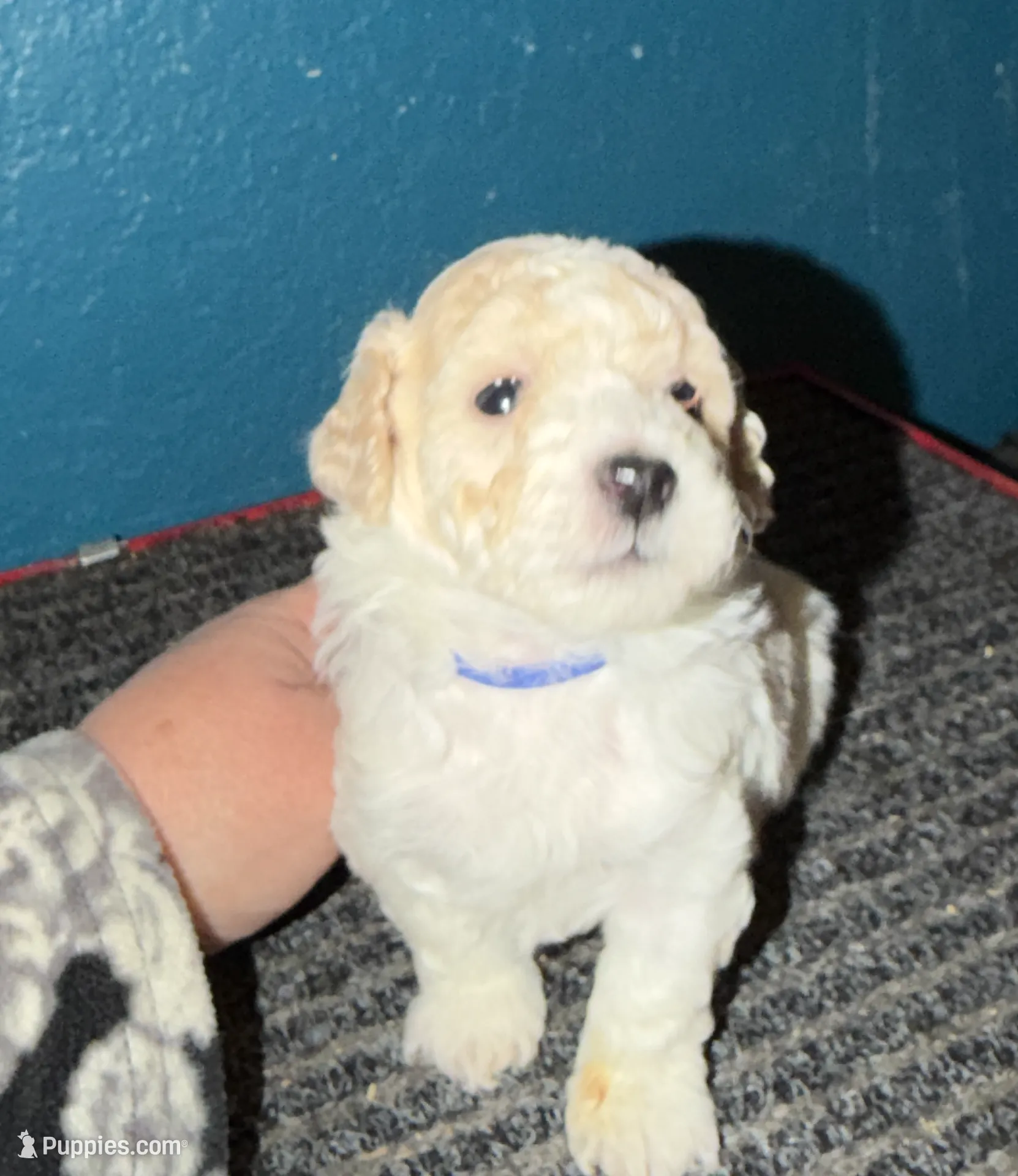 AKC Poodle Cream Parti Male, a male Poodle - Miniature  for sale in Phoenix, AZ – Photo 8 of 9
