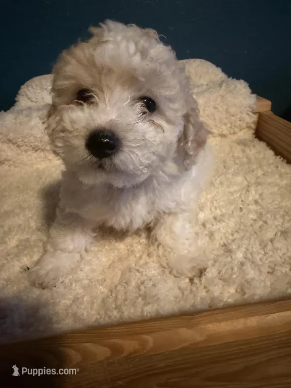 AKC Poodle Cream Parti Male