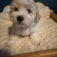 AKC Poodle Cream Male - Fluffball, a male Poodle - Miniature  for sale in Phoenix, AZ – Photo 3 of 9
