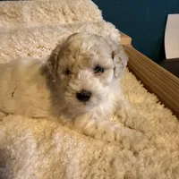 AKC Poodle Cream Male - Fluffball, a male Poodle - Miniature  for sale in Phoenix, AZ – Photo 8 of 9