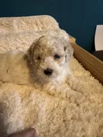 AKC Poodle Cream Parti Male, a male Poodle - Miniature  for sale in Phoenix, AZ – Photo 3 of 9