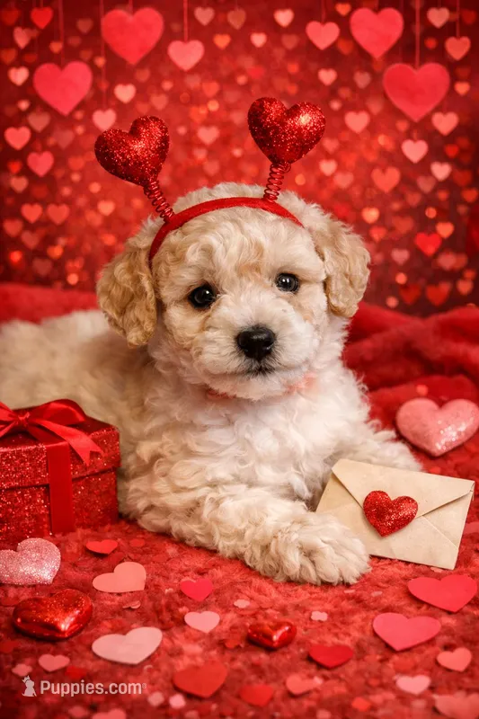 AKC Poodle Cream Parti Male