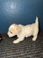 AKC Poodle Cream Parti Male, a male Poodle - Miniature  for sale in Phoenix, AZ – Photo 9 of 9