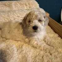 AKC Poodle Cream Male - Fluffball, a male Poodle - Miniature  for sale in Phoenix, AZ – Photo 7 of 9
