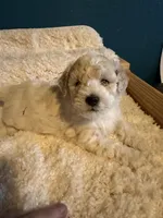 AKC Poodle Cream Parti Male, a male Poodle - Miniature  for sale in Phoenix, AZ – Photo 2 of 9