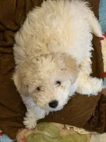 AKC Poodle Cream Male - Fluffball, a male Poodle - Miniature  for sale in Phoenix, AZ – Photo 1 of 9