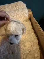 AKC Poodle Cream Parti Male, a male Poodle - Miniature  for sale in Phoenix, AZ – Photo 5 of 9