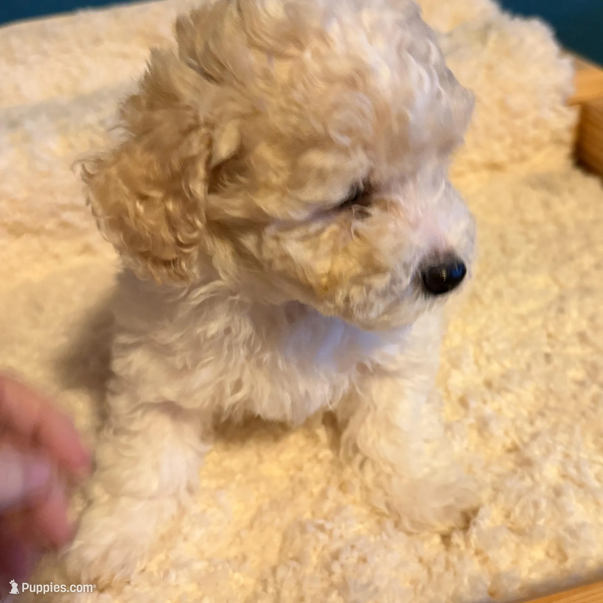 AKC Poodle Cream Male - Fluffball, a male Poodle - Miniature  for sale in Phoenix, AZ – Photo 4 of 9