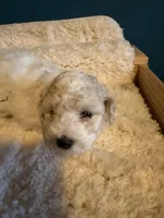 AKC Poodle Cream Parti Male, a male Poodle - Miniature  for sale in Phoenix, AZ – Photo 7 of 9