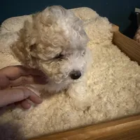 AKC Poodle Cream Male - Fluffball, a male Poodle - Miniature  for sale in Phoenix, AZ – Photo 5 of 9