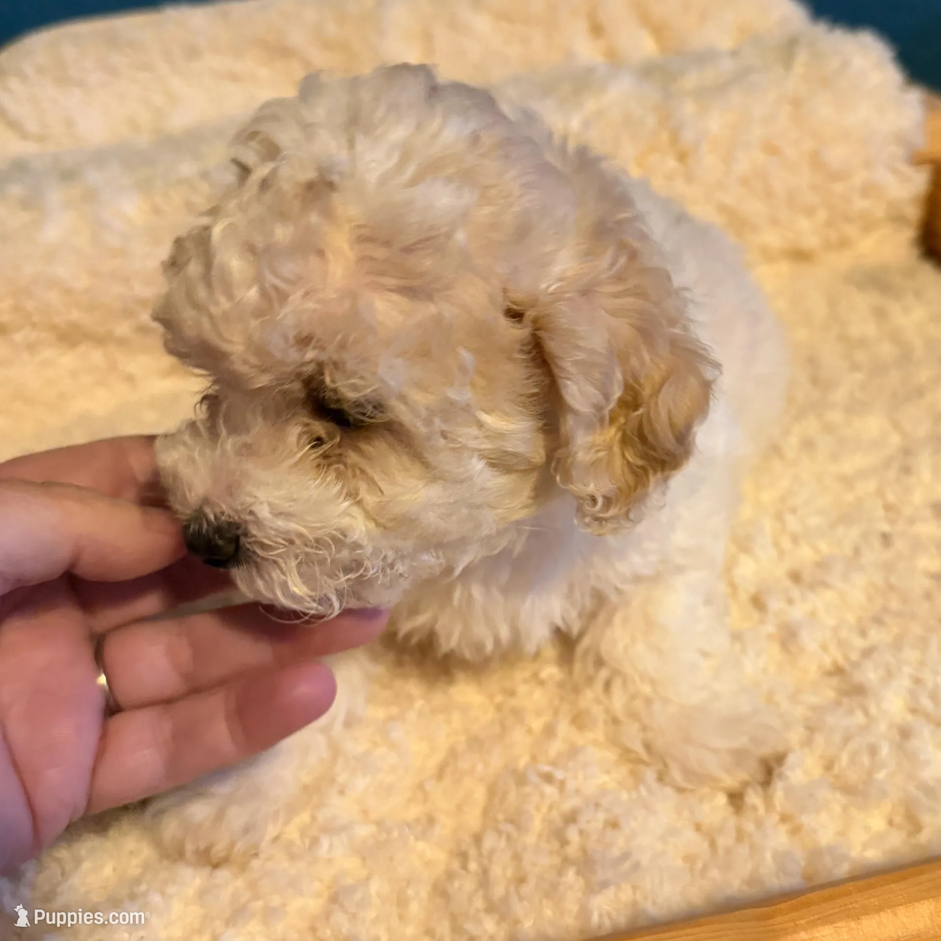 AKC Poodle Cream Male - Fluffball, a male Poodle - Miniature  for sale in Phoenix, AZ – Photo 6 of 9
