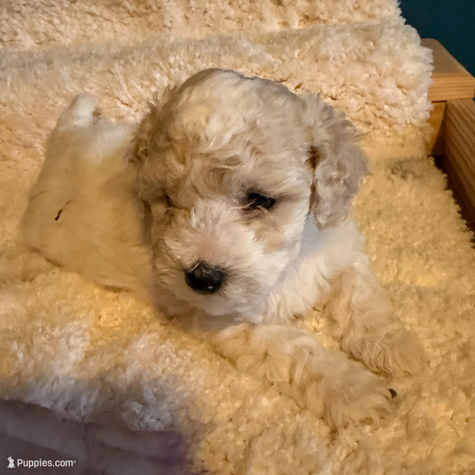 AKC Poodle Cream Parti Male, a male Poodle - Miniature  for sale in Phoenix, AZ – Photo 4 of 9
